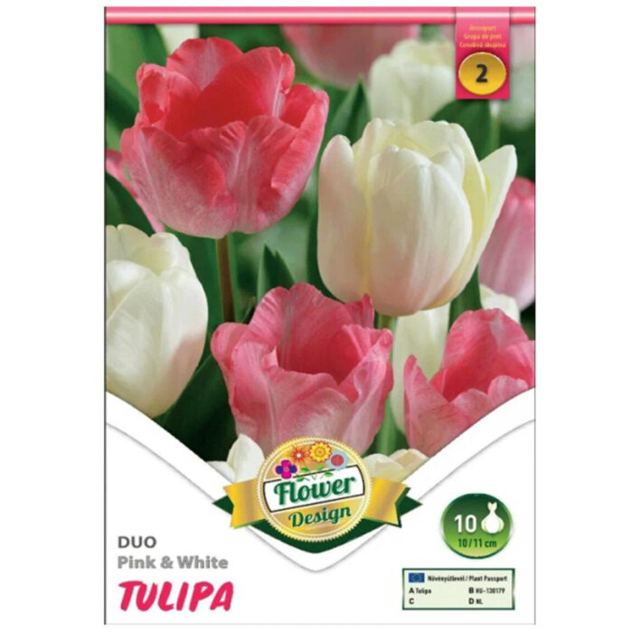 Bucurați-vă de frumusețea și culorile vii ale Tulipa duo double Pink-White! O varietate de flori roz-albe în toată splendoarea lor. Comandați acum! 🌸