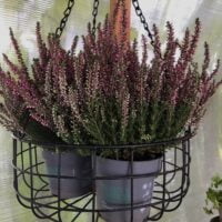 Transformă-ți grădina cu plantele Calluna Roz! Crește bine în soluri ușoare și medii și rezistă în condiții de semi-umbră. Comandă acum! 🛒🌸