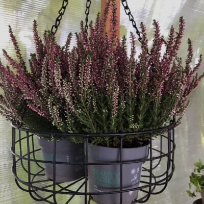 Transformă-ți grădina cu plantele Calluna Roz! Crește bine în soluri ușoare și medii și rezistă în condiții de semi-umbră. Comandă acum! 🛒🌸