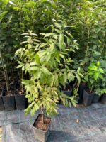 Cires Japonez Alb la ghiveci - imagine 2