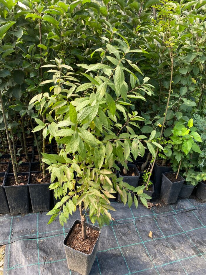 Cires Japonez Alb la ghiveci - imagine 2