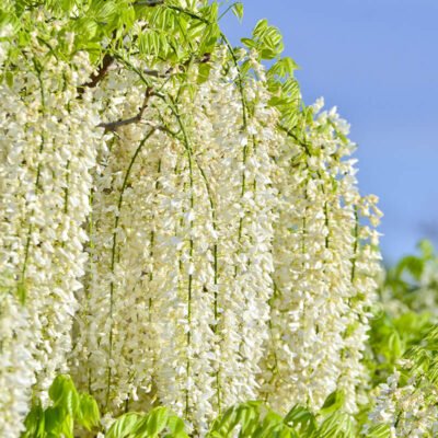 Wisteria sinensis (Glicina Alba) inflorescențele glicinei sunt pendulante și bogate, formate din numeroase flori tubulare grupate în ciorchini lungi. 🌼