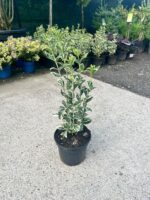 Euonymus Bravo la ghiveci - imagine 2