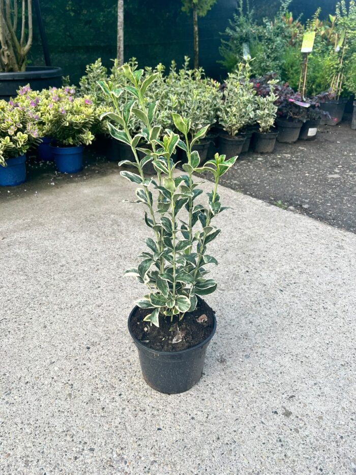 Euonymus Bravo la ghiveci - imagine 2