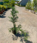 Juniperus verde la ghiveci - imagine 2