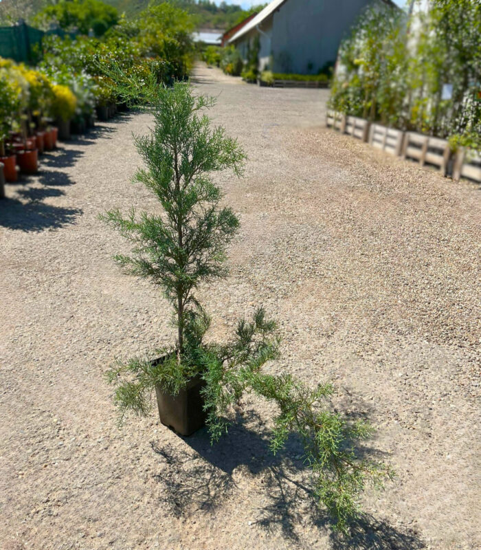Juniperus verde la ghiveci - imagine 2