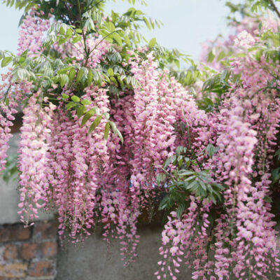 Frunzișul Wisteria Floribunda Rosea este compus din frunze verzi lucioase, care completează frumusețea inflorescențelor roz. Comandă acum! 🌸🛒