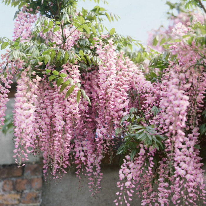 Frunzișul Wisteria Floribunda Rosea este compus din frunze verzi lucioase, care completează frumusețea inflorescențelor roz. Comandă acum! 🌸🛒