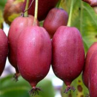 👉️ Transformă-ți grădina într-un paradis exotis cu Mini kiwi „Hardy Red”. Gustă fructele sale suculente!Comanda acum! 🌿🛒