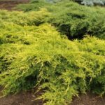 👉️ Schimba felul in care arata gradina ta cu Juniperus "Old Gold"! O planta deosebita, cu un frunzis auriu si reflexii uimitoare. Comanda acum! 🌿🛒