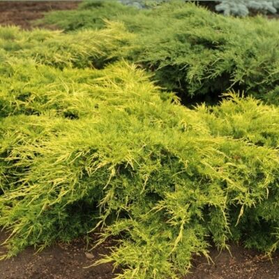 👉️ Schimba felul in care arata gradina ta cu Juniperus "Old Gold"! O planta deosebita, cu un frunzis auriu si reflexii uimitoare. Comanda acum! 🌿🛒