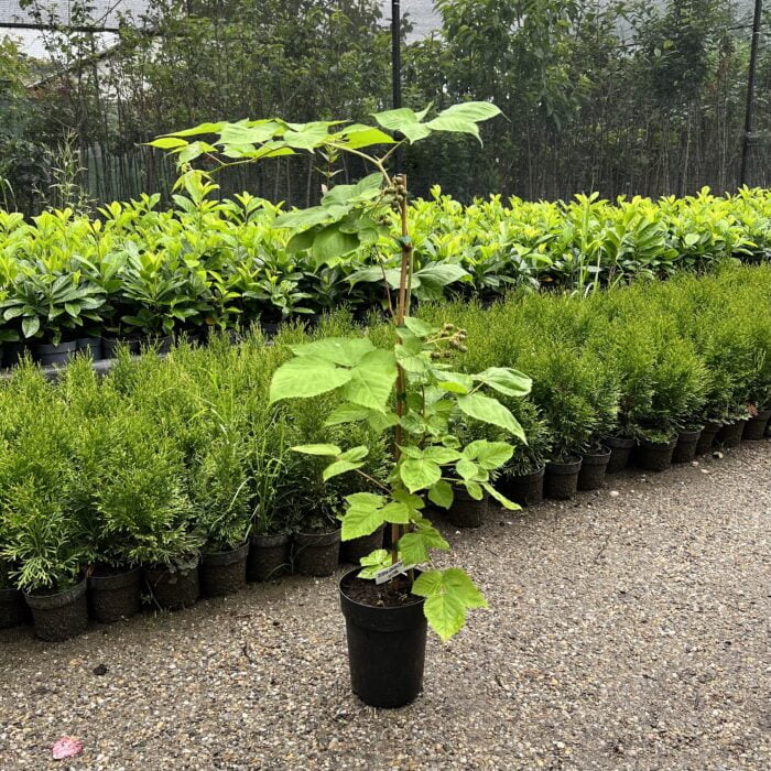 Mur Thornfree la ghiveci 2L - imagine 2