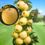 Descoperă Mar Columnar Galben, cu gust dulce-acrișor și pulpă crocantă și zemoasă. O alegere excelentă pentru grădinarii pasionați! 🌱🍏