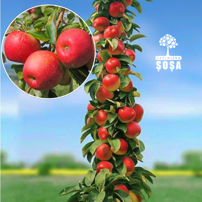 Mar Columnar Rosu: Rezistență și Productivitate Remarcabilă Gustă deliciul unui mar columnar rosu, perfect pentru sucuri și gustări! Este productiv și rezistent la dăunători. Alege să-l plantezi în grădina ta! 🍎🛒