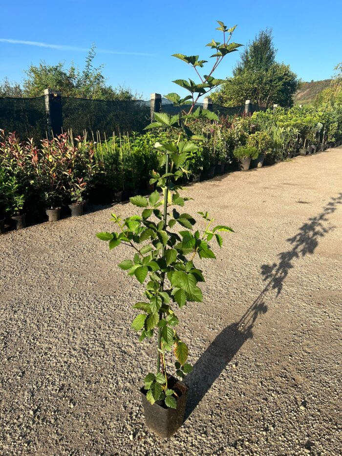 Mur Thornfree la ghiveci 2L - imagine 2