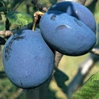 Bucură-te de gustul delicios - Prun Bluefree! Un soi rar, cu fructe mari și dulci-acrișoare. Comandă acum și savurează plăcerea naturii! 🌳