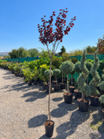 Prunus cerasifera Nigra (Corcoduș Roșu) la ghiveci - imagine 2