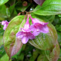 Frunzișul Weigela florida "Wings of Fire" este atrăgător, având o combinație vibrantă de culori. Frunzele sunt de culoare roșu intens/portocaliu aprins. 🌸