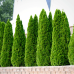 Tuia Smaragd la balot