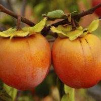Descoperă Pomul fructifer exotic Kaki Jiro!🤩 Produs cu rezistență la îngheț și adaptabil oricărui sol. Descoperă acum! 🍂