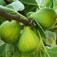 Indulciți-vă ziua cu Smochinul Verde! Plantă rezistentă la secetă, preferă locurile luminoase, atingând perfecțiunea la temperaturi ridicate.☀️ Comandați-l!