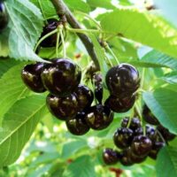 Cireș amar maxut nu doar îmbogățește aspectul grădinii, ci și aduce beneficii culinare cu o recoltă bogată și adaptabilitate impresionantă. Cumpără acum!🛒