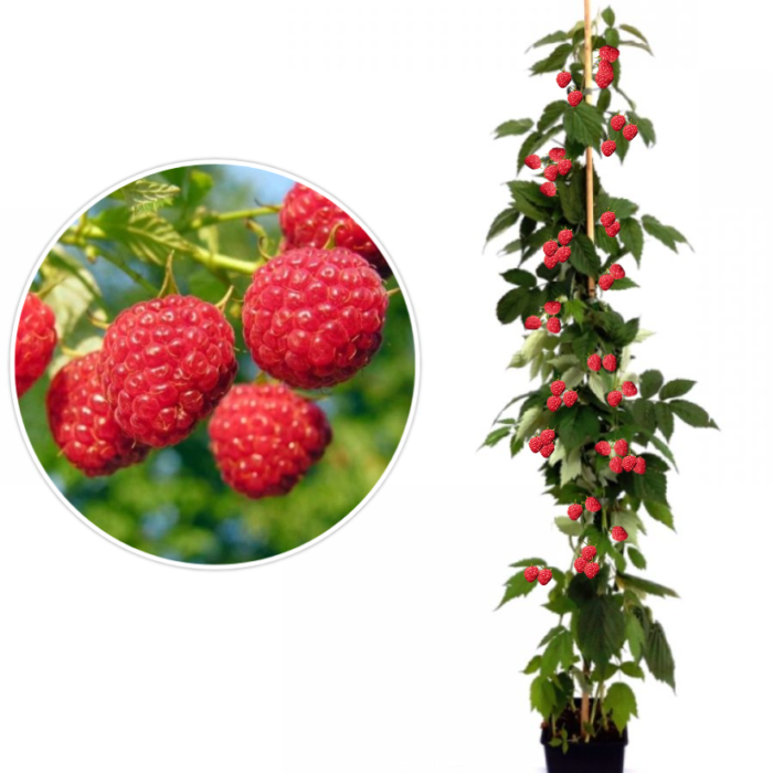 Descoperă minunea naturii cu Zmeur Pomișor! Ușor de îngrijit, rezistent la temperaturi scăzute și extrem de productiv. Cumpără acum! 🌿🛒