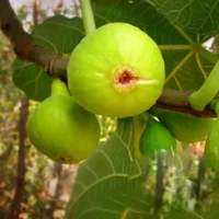 Indulciți-vă ziua cu Smochinul Verde! Plantă rezistentă la secetă, preferă locurile luminoase, atingând perfecțiunea la temperaturi ridicate.☀️ Comandați-l!