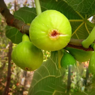 Indulciți-vă ziua cu Smochinul Verde! Plantă rezistentă la secetă, preferă locurile luminoase, atingând perfecțiunea la temperaturi ridicate.☀️ Comandați-l!