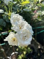 Trandafir tip pomișor Mini Alb, Rădăcină ambalată - imagine 2