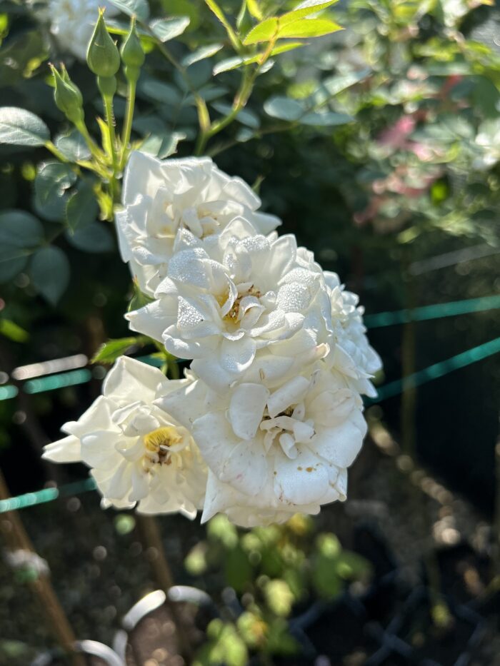 Trandafir tip pomișor Mini Alb, Rădăcină ambalată - imagine 2