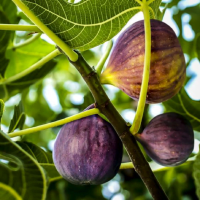 Descoperiți frumusețea și culoarea Smochinului Roşu! Produce fructe spectaculoase 🤩 și gustoase.👌 Cumpără-l acum! 🛒