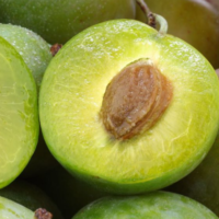 Prun Renclod Verde - un soi vechi, cu fructe delicioase și productivitate ridicată. Adaugă un plus de savoare livadei tale. Comandă acum! 😍