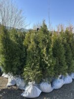 Tuia Smaragd la balot - imagine 2