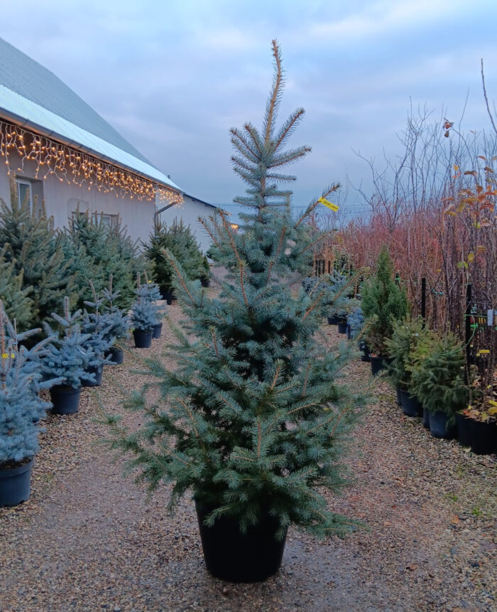 Molid Argintiu la ghiveci, Nr. 1 - imagine 1