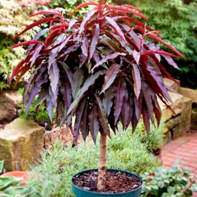 Descoperă piersic pitic cu frunza rosie, perfect pentru decorarea grădinii tale. Adaugă culoare vara și bucură-te de fructele sale delicioase! 🍑🛒