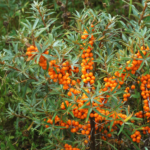 Catina Mascul 👉️ Ai nevoie de un boost de energie? Încearcă fructele de cătină, bogate în vitamine și antioxidanți. Descoperă le acum! 🌿🛒