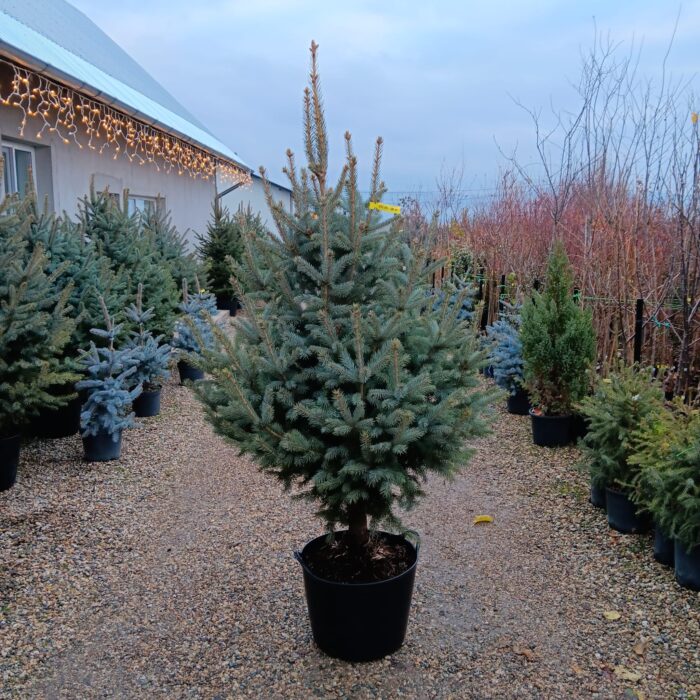 Molid Argintiu la ghiveci, Nr. 4 - imagine 1