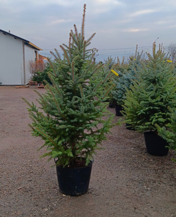 Molid Argintiu la ghiveci, Nr. 19 - imagine 1