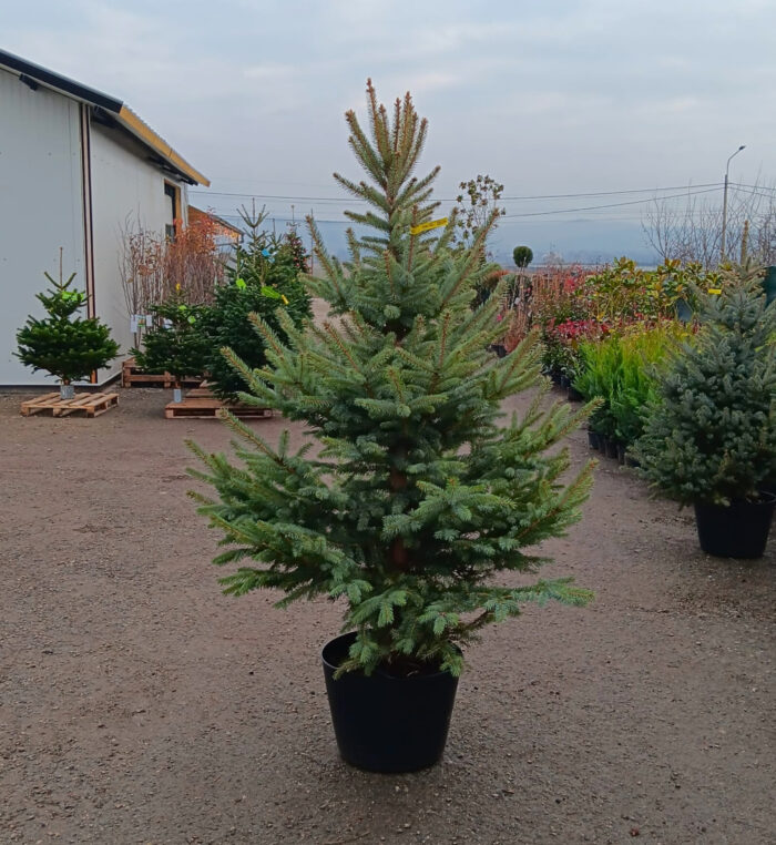 Molid Argintiu la ghiveci, Nr. 30 - imagine 1