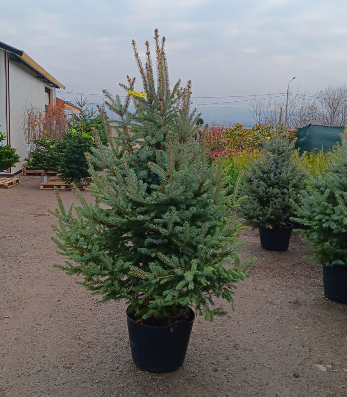 Molid Argintiu la ghiveci, Nr. 29 - imagine 1