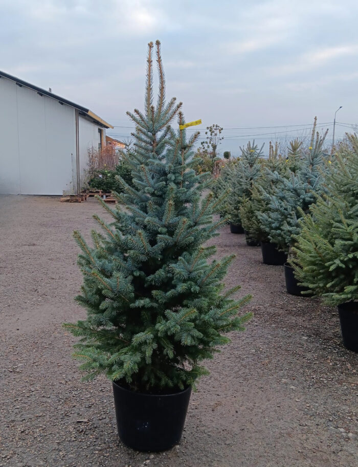 Molid Argintiu la ghiveci, Nr. 16 - imagine 1