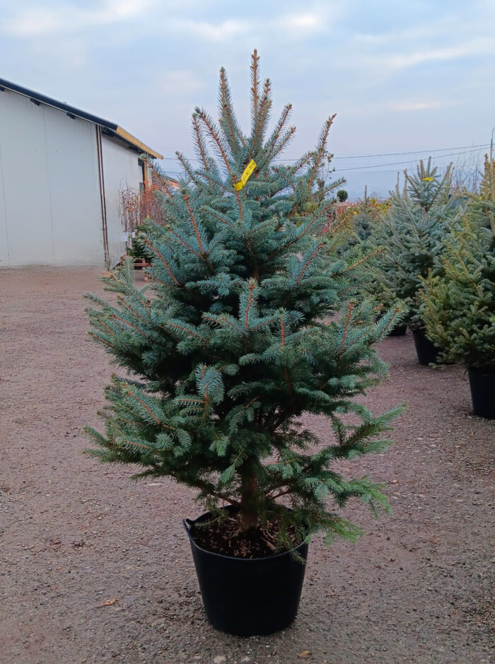 Molid Argintiu la ghiveci, Nr. 21 - imagine 1