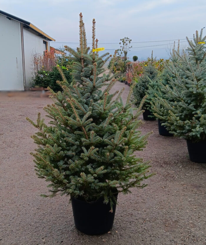 Molid Argintiu la ghiveci, Nr. 25 - imagine 1