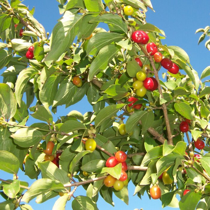 Folosit pentru a face gem și sosuri delicioase, corn va adăuga un gust inconfundabil mâncărurilor tale. Comandă-le acum! 🍒🛒