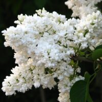 Înfrumusețați-vă grădina cu eleganța Syringa vulgaris Madame Lemoine. Descoperiți bujorii albi, dubli și parfumați și bucurați-vă de un peisaj uimitor! 🛒