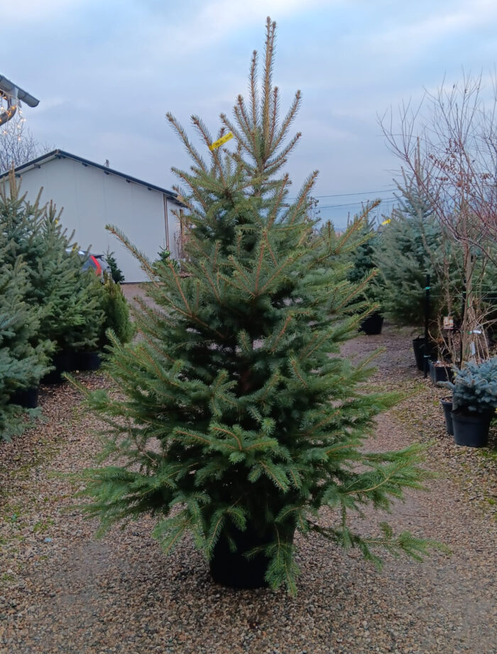 Molid Argintiu la ghiveci, Nr. 10 - imagine 1