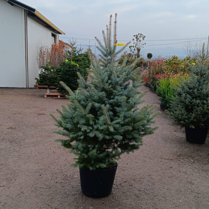 Molid Argintiu la ghiveci, Nr. 31 - imagine 1