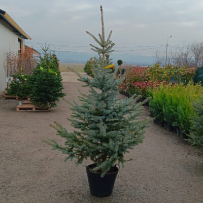 Molid Argintiu la ghiveci, Nr. 32