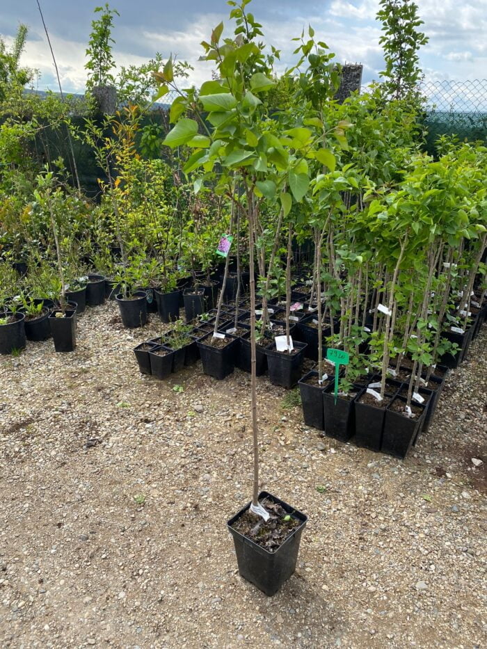 Syringa Vulgaris (Liliac) Congo la ghiveci 5L - imagine 2